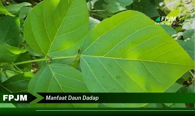 manfaat daun dadap