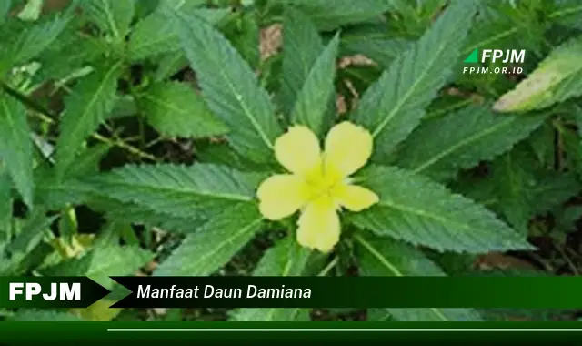 manfaat daun damiana