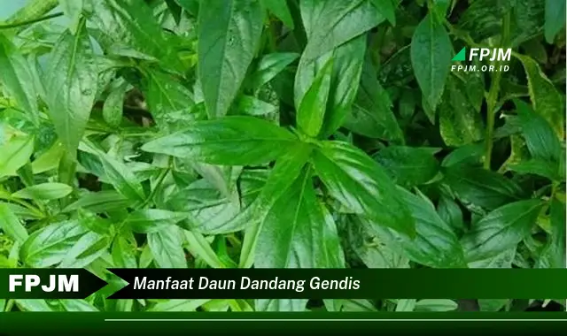 manfaat daun dandang gendis