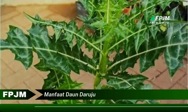 manfaat daun daruju