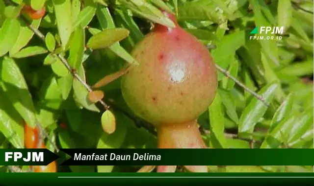 manfaat daun delima