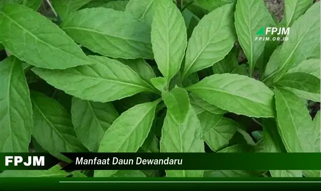 manfaat daun dewandaru