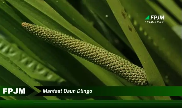 manfaat daun dlingo