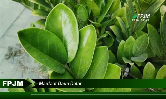 manfaat daun dolar