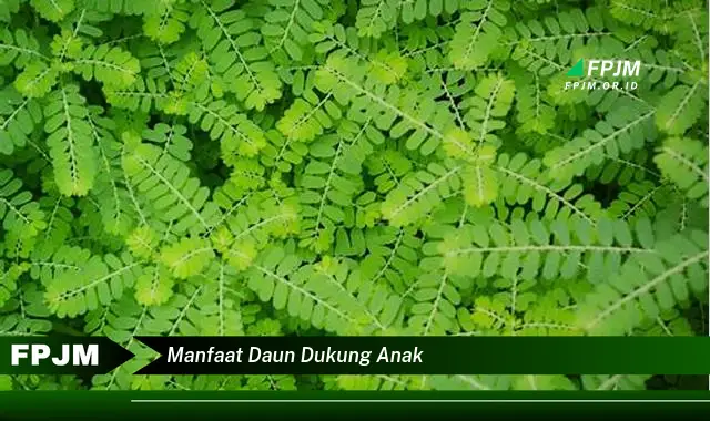 Ketahui 10 Manfaat Daun Dukung Anak untuk Kesehatan dan Cara Penggunaannya