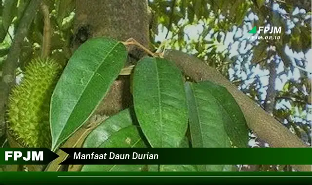 manfaat daun durian