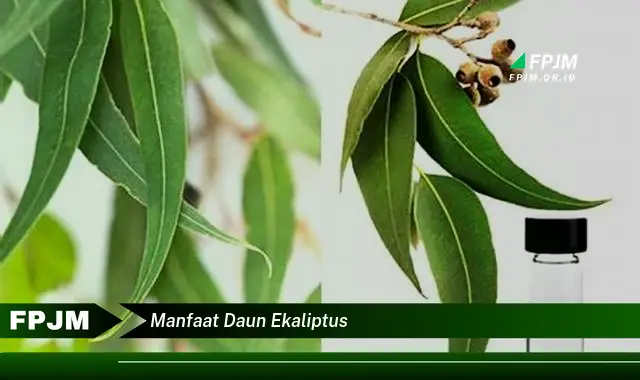 manfaat daun ekaliptus