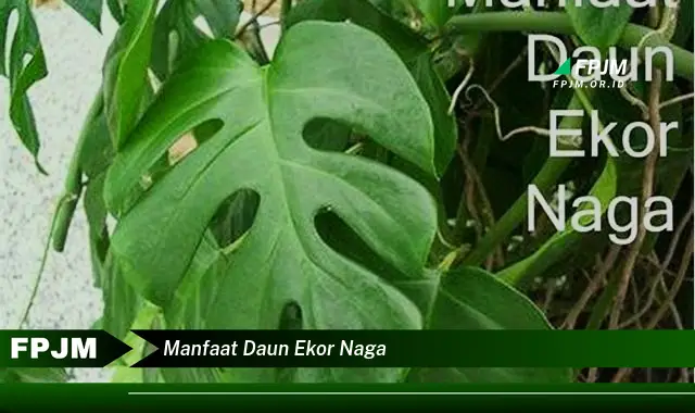 manfaat daun ekor naga