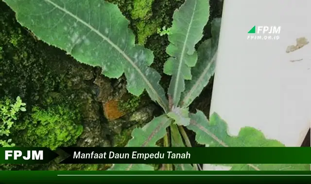 manfaat daun empedu tanah