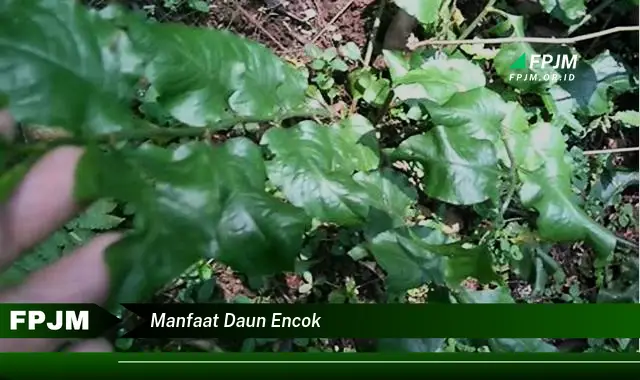 manfaat daun encok