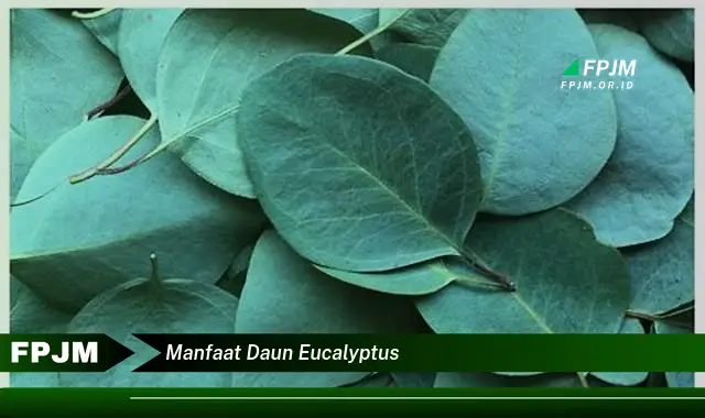 Ketahui 10 Manfaat Daun Eucalyptus, Untuk Kesehatan, Kecantikan, dan Rumah Tangga