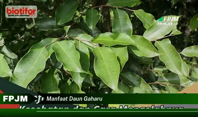 manfaat daun gaharu