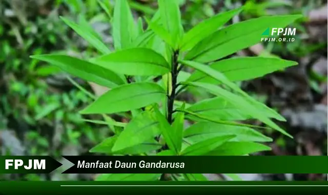 manfaat daun gandarusa