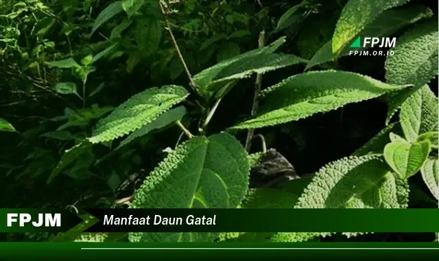 manfaat daun gatal