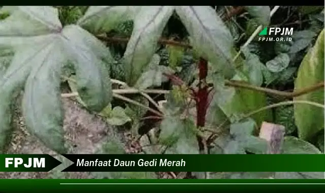 manfaat daun gedi merah