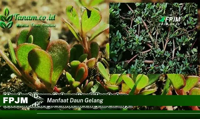 manfaat daun gelang