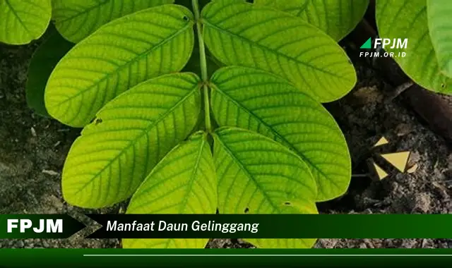 manfaat daun gelinggang