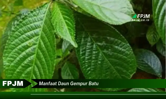 Ketahui 8 Manfaat Daun Gempur Batu untuk Kesehatan Anda