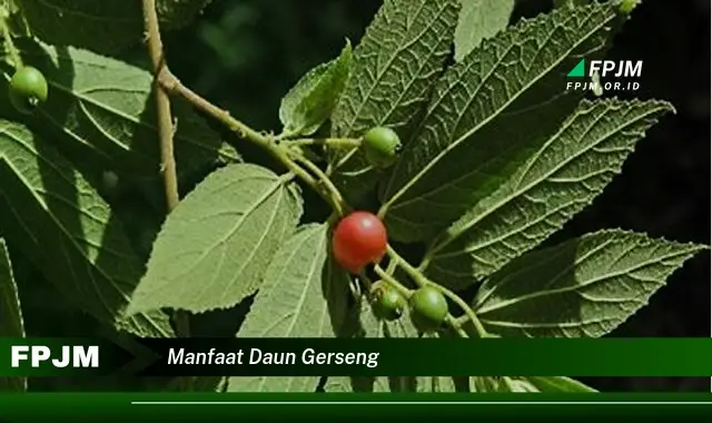 manfaat daun gerseng