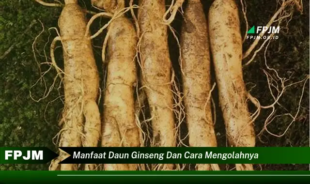 manfaat daun ginseng dan cara mengolahnya