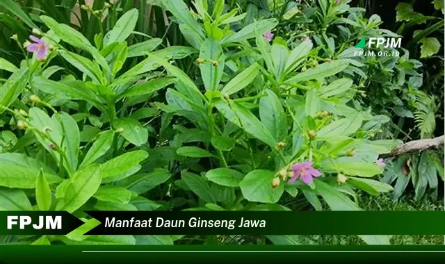 manfaat daun ginseng jawa