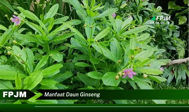 manfaat daun ginseng