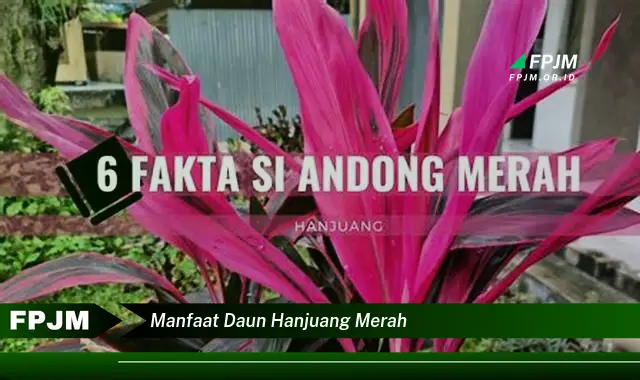 manfaat daun hanjuang merah