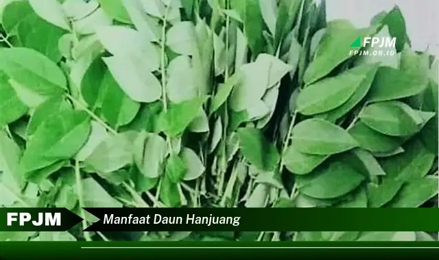 manfaat daun hanjuang