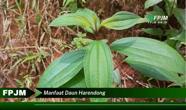 manfaat daun harendong