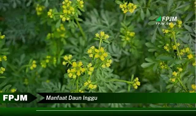 manfaat daun inggu