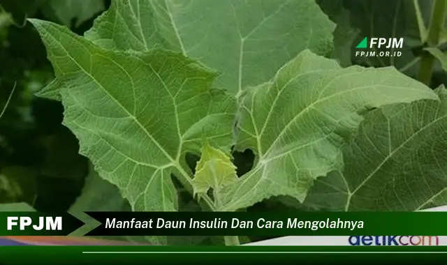 Ketahui 8 Manfaat Daun Insulin untuk Kesehatan dan Cara Mengolahnya dengan Mudah