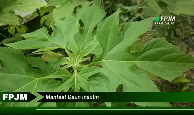 manfaat daun insulin