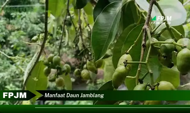 manfaat daun jamblang