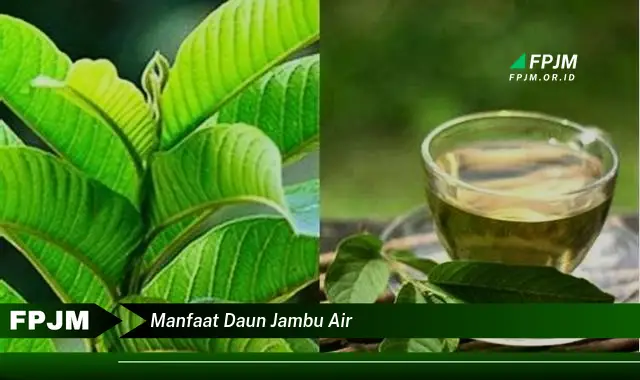 Ketahui 9 Manfaat Daun Jambu Air untuk Kesehatan Anda