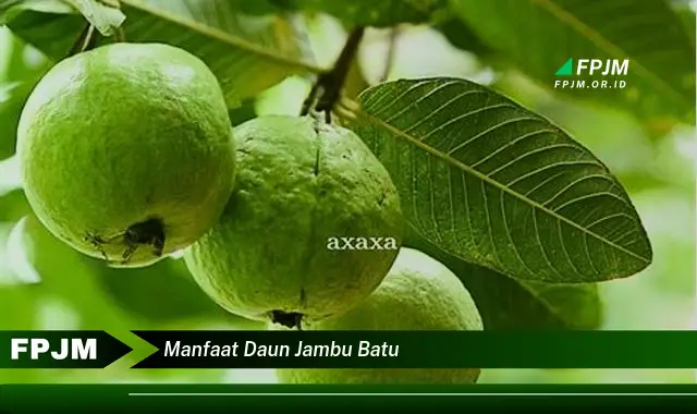 Ketahui 9 Manfaat Daun Jambu Batu untuk Kesehatan Anda yang Luar Biasa