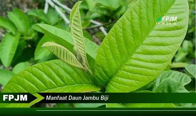 manfaat daun jambu biji