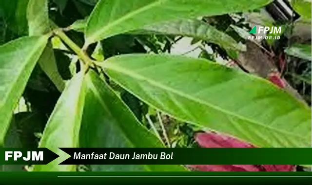 manfaat daun jambu bol