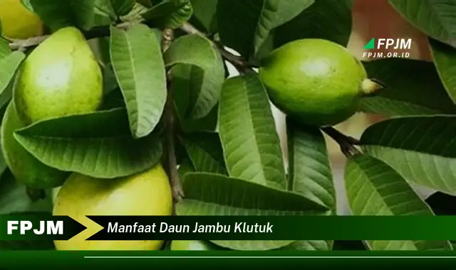 Ketahui 8 Manfaat Daun Jambu Klutuk untuk Kesehatan Anda