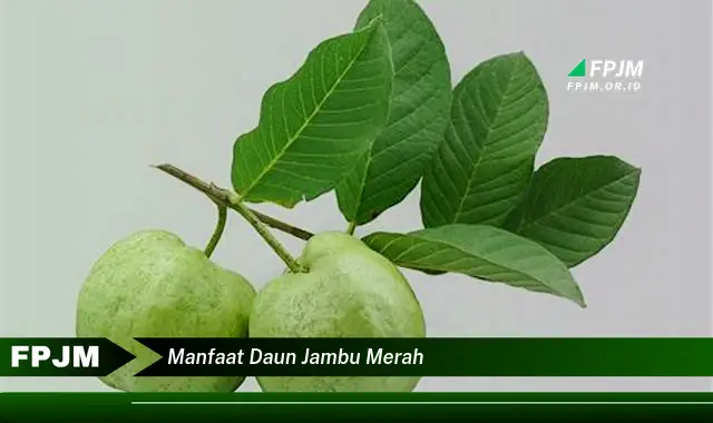 manfaat daun jambu merah