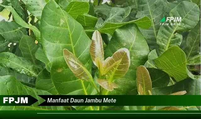 manfaat daun jambu mete