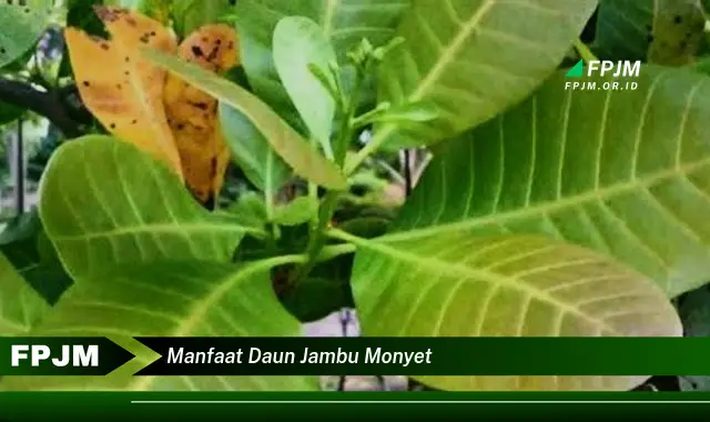 manfaat daun jambu monyet