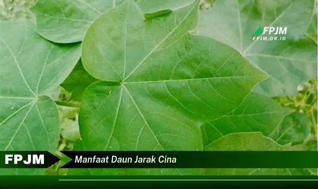 manfaat daun jarak cina