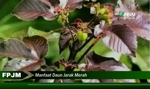 Ketahui 10 Manfaat Daun Jarak Merah untuk Kesehatan dan Cara Penggunaannya