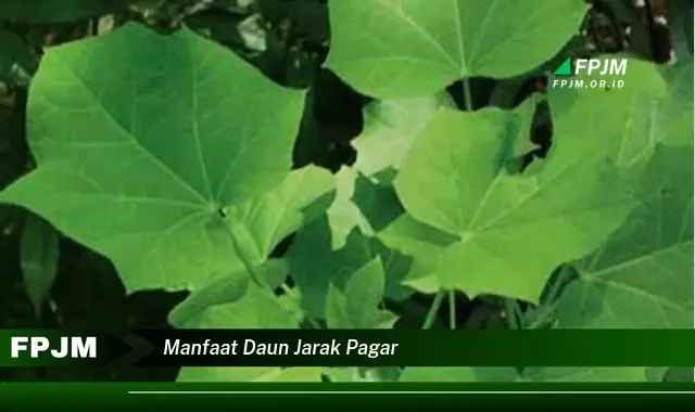 manfaat daun jarak pagar