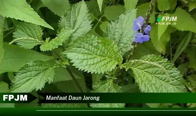 manfaat daun jarong