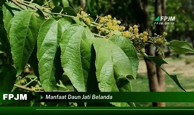 manfaat daun jati belanda