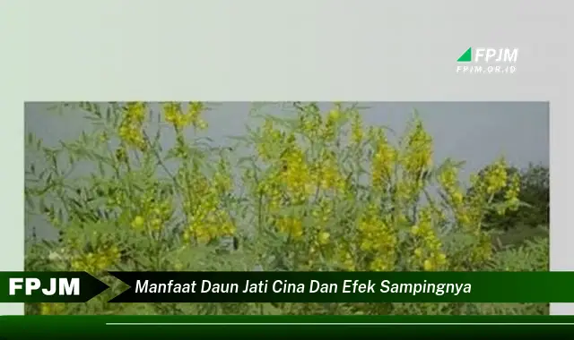 Ketahui 10 Manfaat Daun Jati Cina untuk Kesehatan dan Efek Samping yang Perlu Diwaspadai