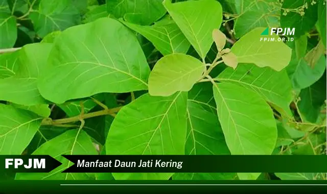 manfaat daun jati kering