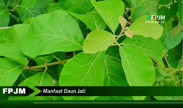 manfaat daun jati