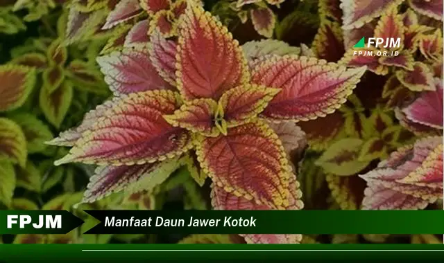 manfaat daun jawer kotok